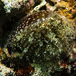 Naria labrolineata